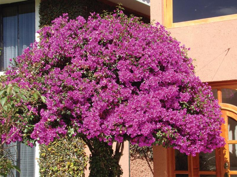 Hotel Arrecife De Coral San Cristóbal de Las Casas 外观 照片